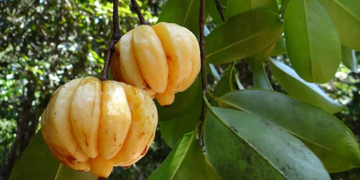 Garcinia Cambogia Garcinia Cambogia