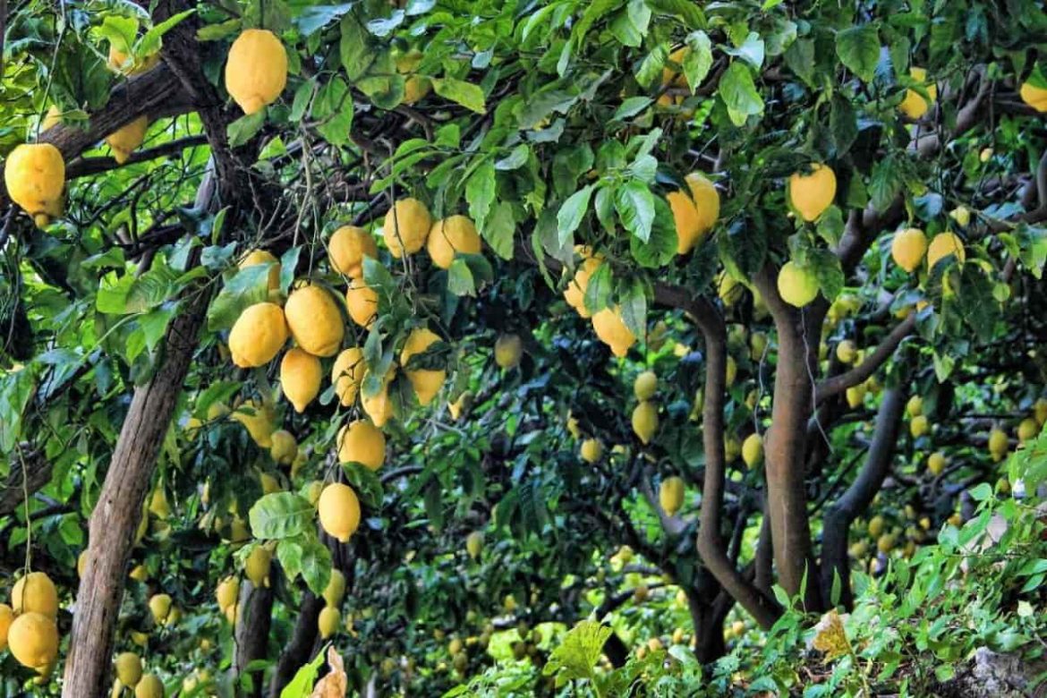 jardin d’agrumes exotiques jardin d'agrumes exotiques