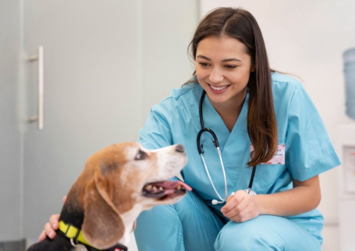 Consultation chez le vétérinaire pour chien. Une jeune vétérinaire pour chien souriante examine un beagle lors d'une consultation.