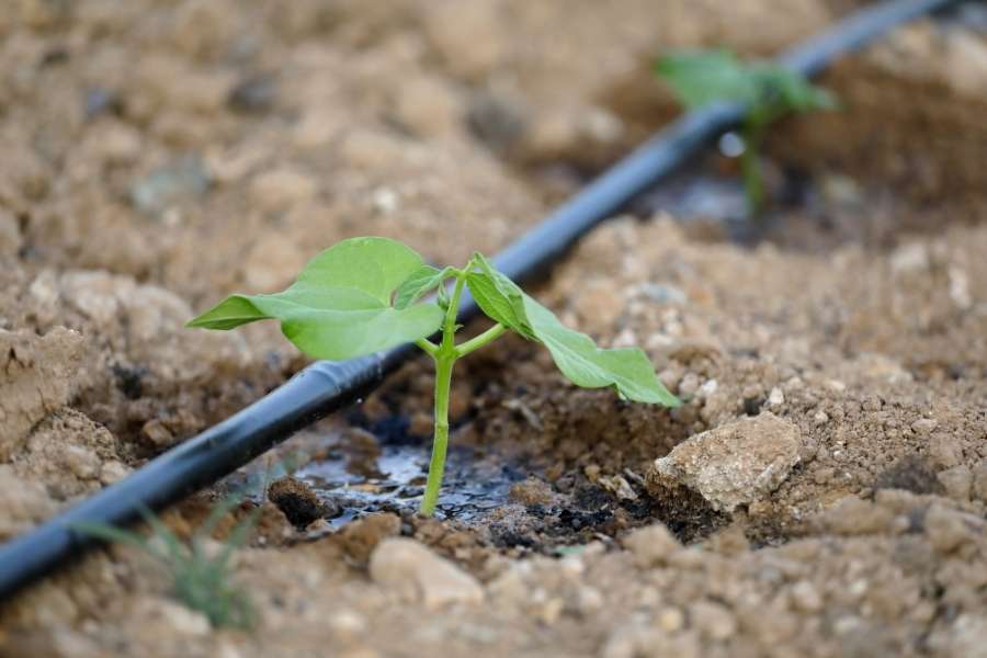 Un jeune plant de haricot arrosé par un système de goutte-à-goutte pour optimiser l’irrigation.