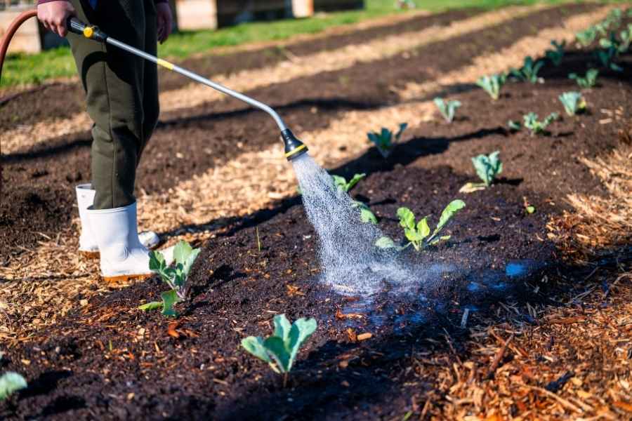 Arrosage manuel pour optimiser l’irrigation au potager. Un jardinier arrose ses jeunes plants de légumes pour optimiser l’irrigation du sol.