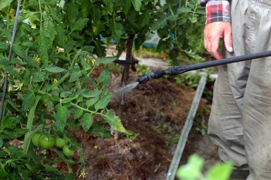 Un jardinier pulvérise un traitement naturel sur des plants de tomates pour protéger ses récoltes.