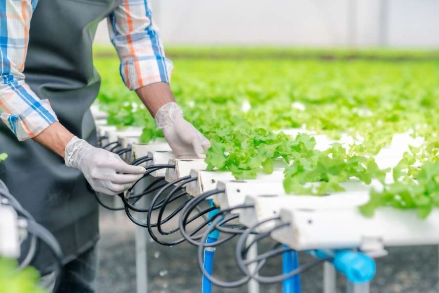 Technicien ajustant un système d’irrigation pour la culture hydroponique de laitues.